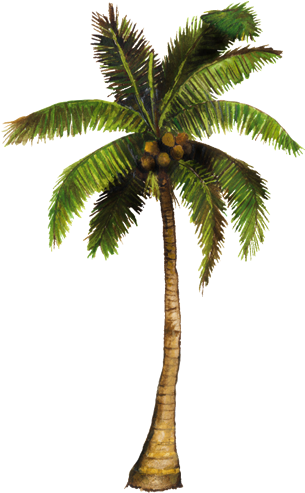 Coconut Tree